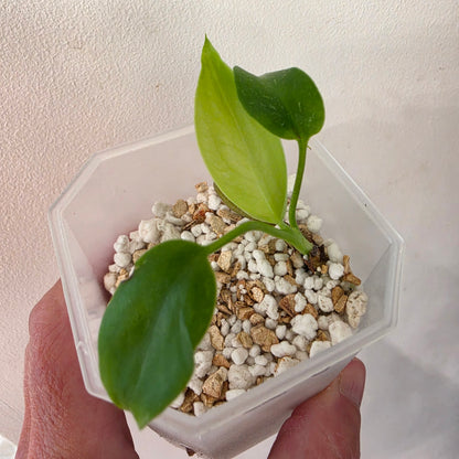 Monstera Devil Monster – Lightly Variegated / Speckled – Exact Plant (L8)
