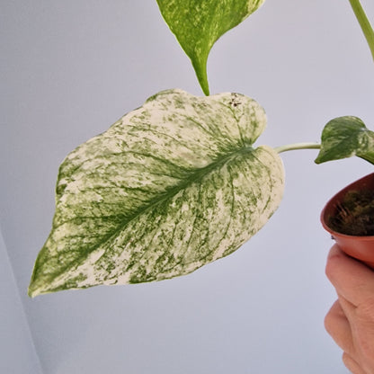 Monstera Mint Rare Houseplant 10.5cm pot (d)