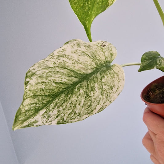 Monstera Mint Rare Houseplant 10.5cm pot (d)