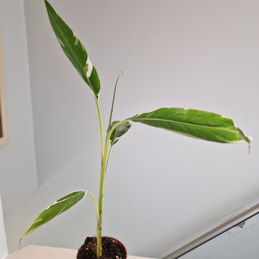 Musa Florida Rare Houseplant approx 40cm tall 10.5cm pot (3)
