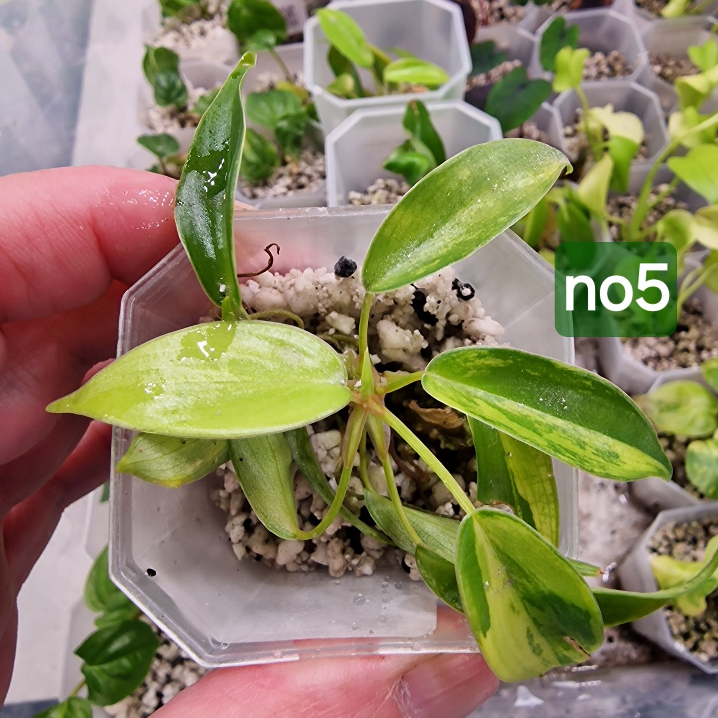 Philodendron Florida Beauty Aurea Variegata - choose your own