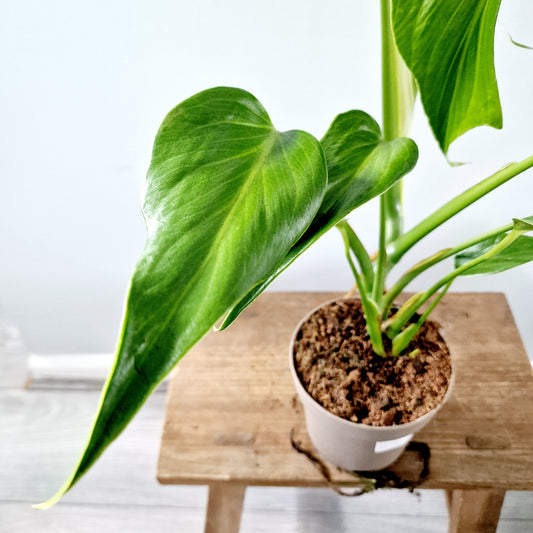 Monstera Burle Marx Flame Houseplant 13cm pot (3)