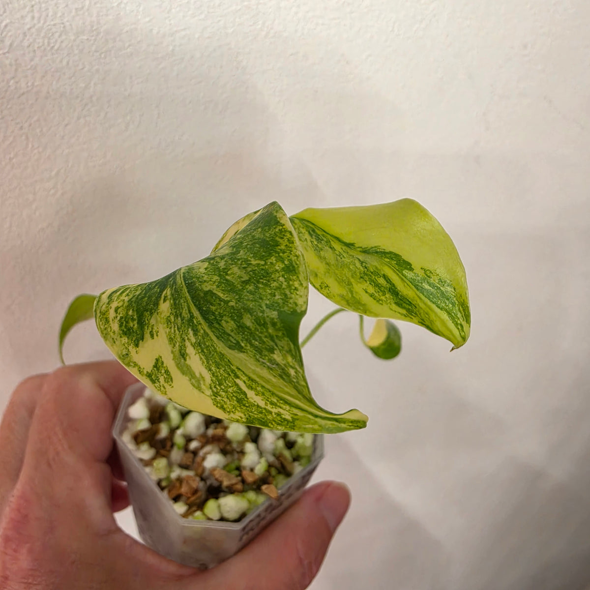 Monstera Yellow Marilyn Variegated – Exact Plant #2
