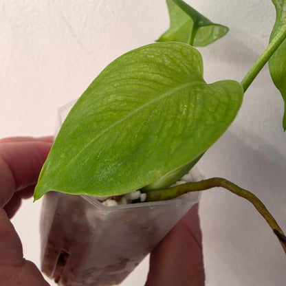 Monstera Devil – Acclimatised TC - Exact Plant (6) See Description