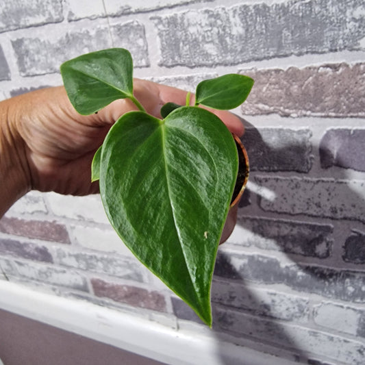 Anthurium Veitchii Rare Houseplant 6cm pot