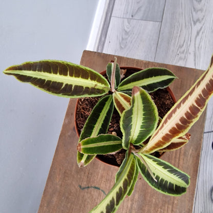 Labisia Jaba Houseplant 12cm pot
