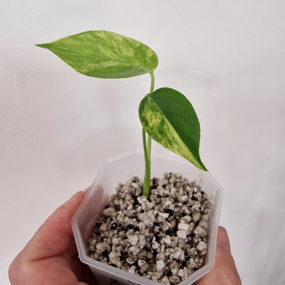 Monstera Yellow Marilyn – Variegated Monstera Exact Plant (1)