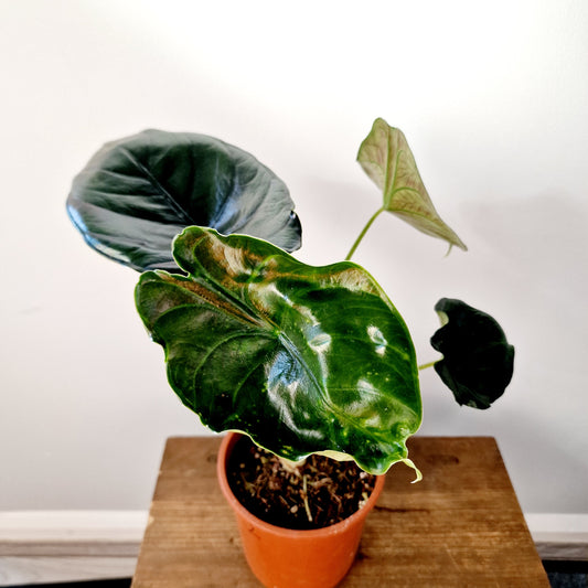 Alocasia Green Unicorn Houseplant 14cm pot (2)