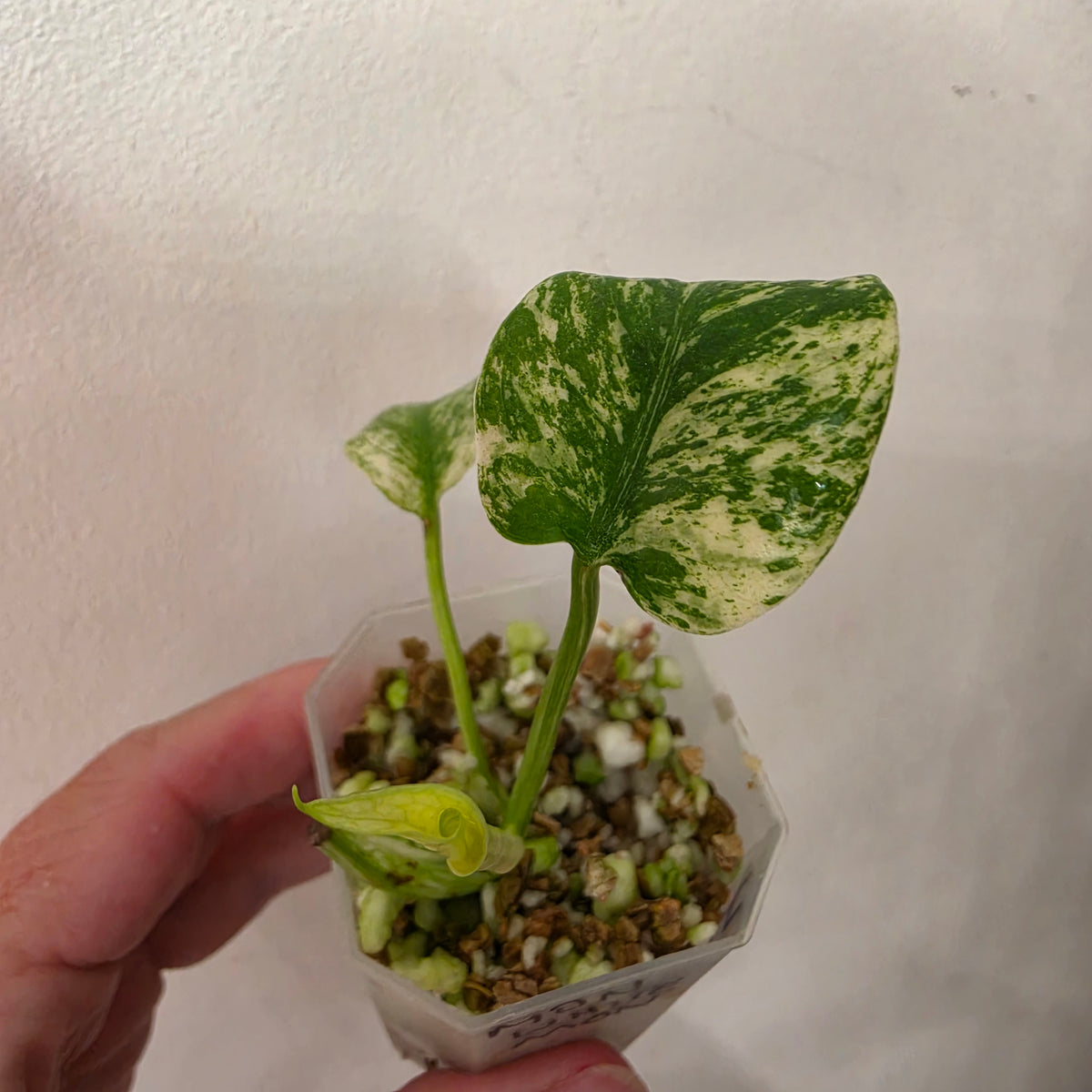 Monstera White Monster Variegated – Exact Plant #4