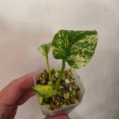 Monstera White Monster Variegated – Exact Plant #4