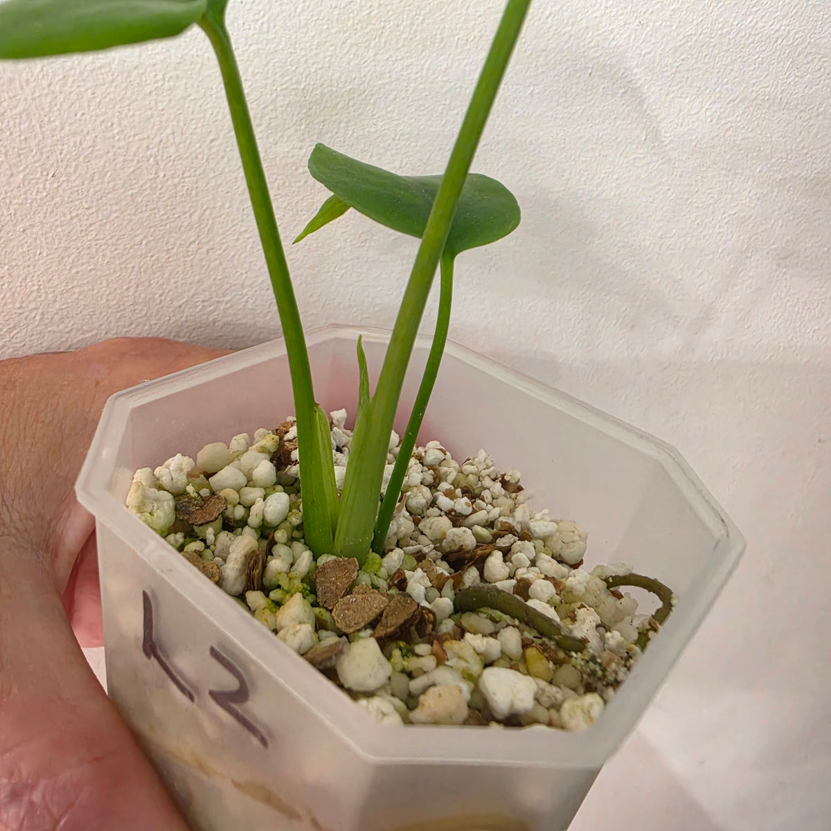 Monstera Devil Monster – Lightly Variegated / Speckled – Exact Plant (L2)