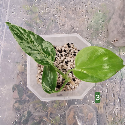 Monstera Bulbasaur – Choose Your Exact Plant (Acclimatising TC Batch) see description