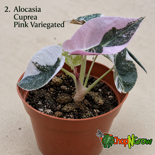 Rare Tissue Culture Plants – 5th November 2026