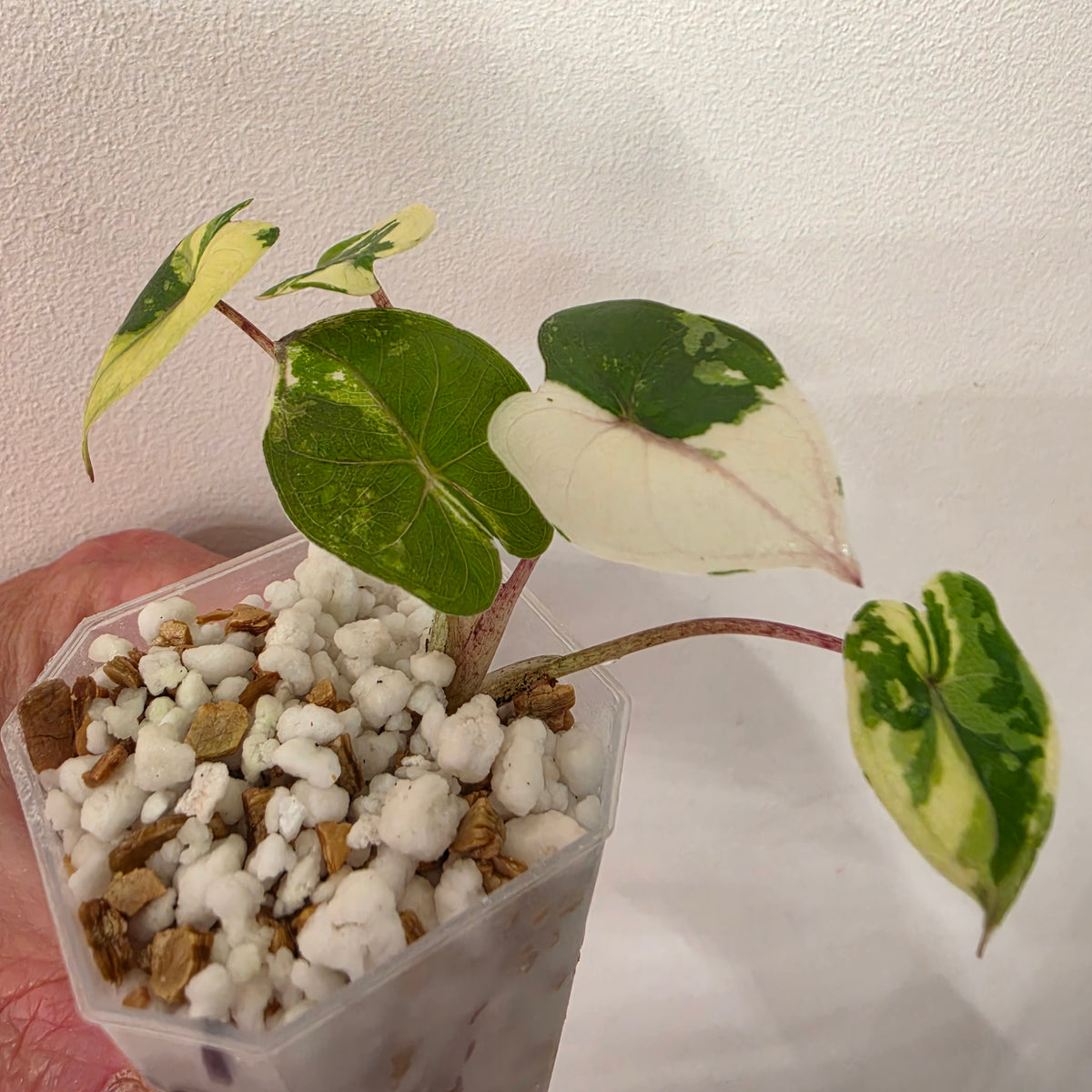 Alocasia Yucatan Princess Variegated – Exact Plant #1