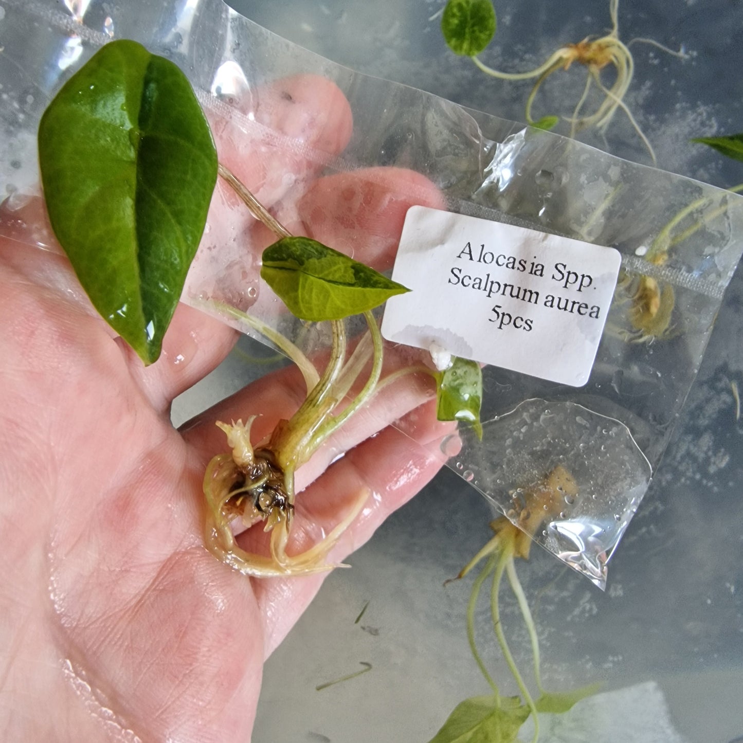 Tissue Culture Plant - Pre-order - please see description