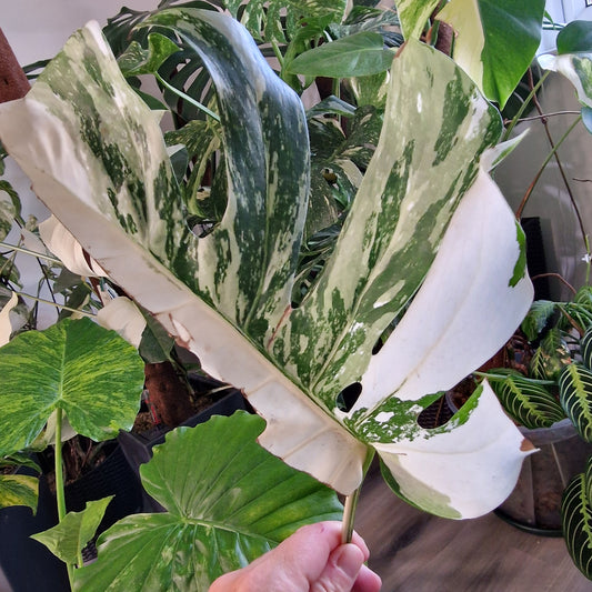 Monstera Albo Highly Variegated Middle Cutting