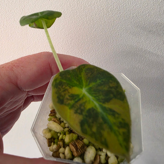 Alocasia Black Velvet Gold Variegated – Established | Exact Plant #2