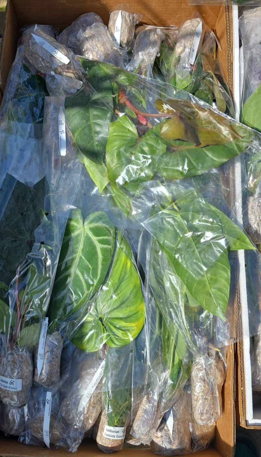 Mystery Ecuagenera Anthurium – Rescue Plants (Worth £40+ each)
Please Read Description