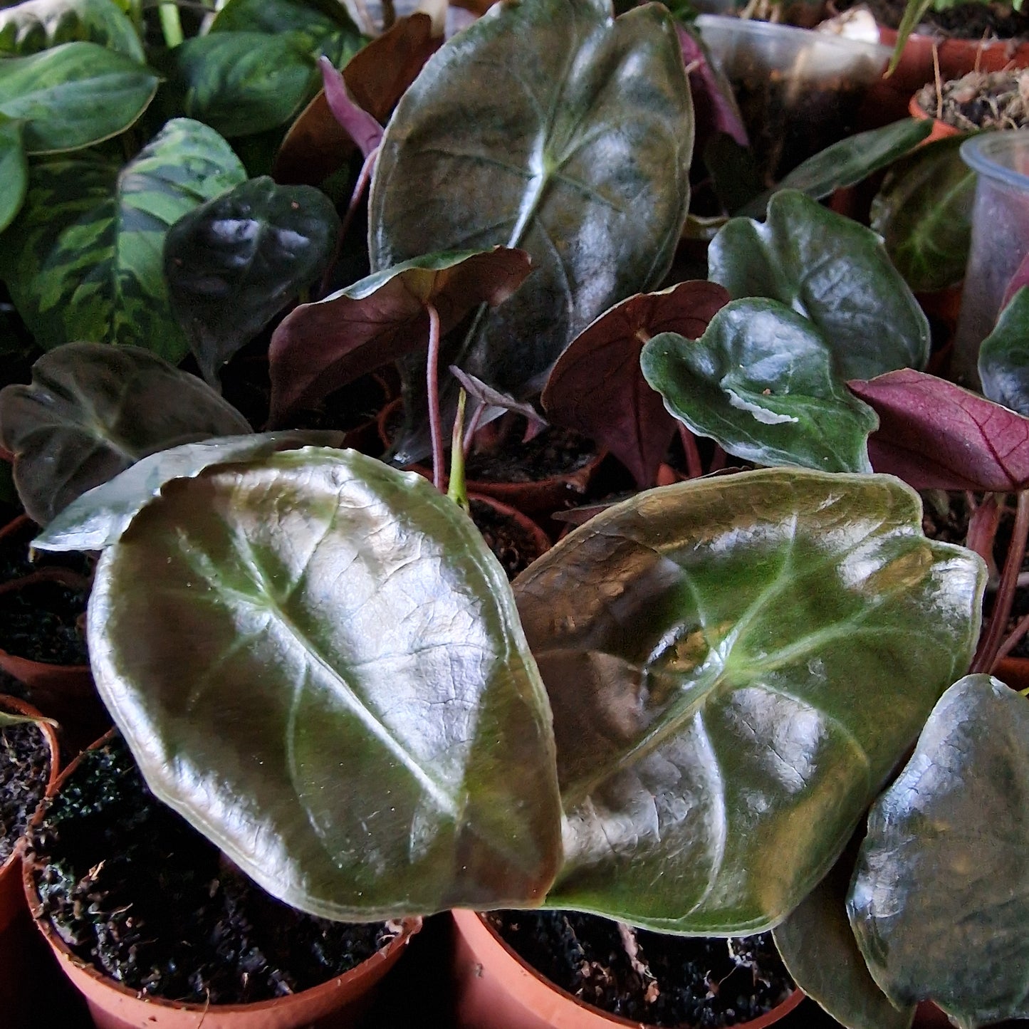 Alocasia Suhirmaniana 'Red Petiole' Rare Houseplant 6cm pot
