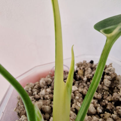 Monstera Electrolite see description