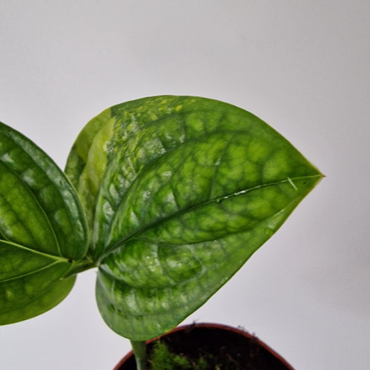 Monstera Variegated Peru Rare Houseplant 9cm pot (1)