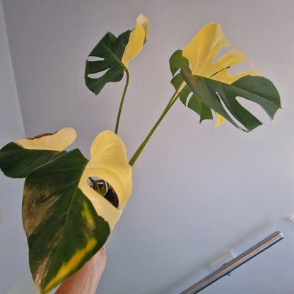 Monstera Aurea - see description before purchasing