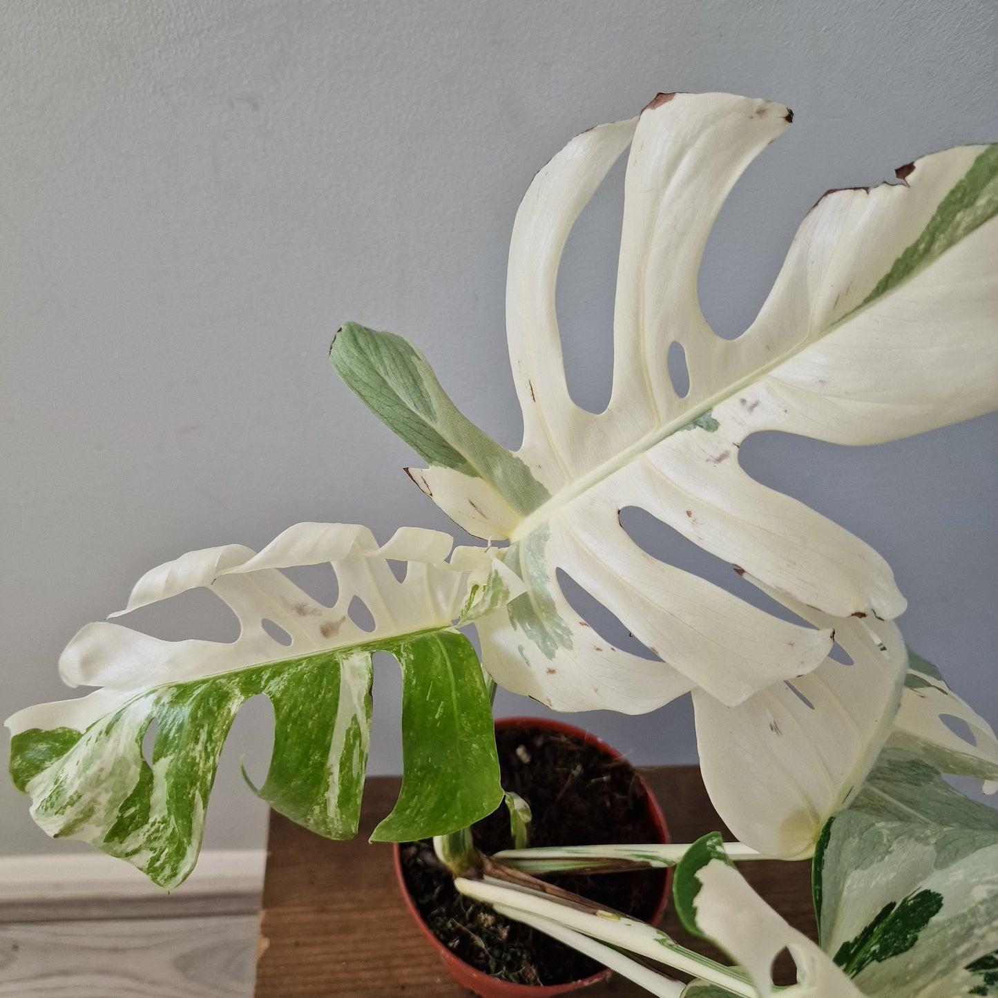 Monstera Albo ‘Super White’ – 15cm Pot (#1)