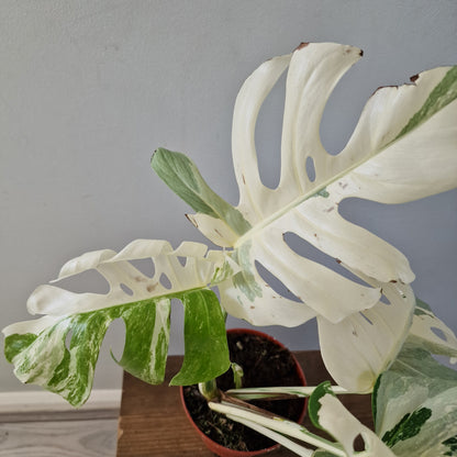 Monstera Albo ‘Super White’ – 15cm Pot (#1)