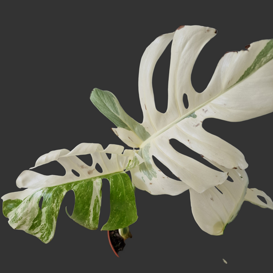 Monstera Albo ‘Super White’ – 15cm Pot (#1)