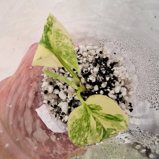 PRE-ORDER – Monstera Legacy – Young Exact TC Plant (#4)