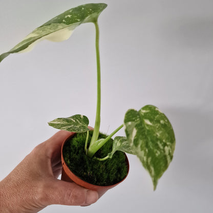 Monstera Thai Constellation Rare Houseplant 8cm pot (1)