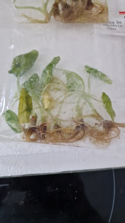Tissue Culture Plant - Pre-order - please see description