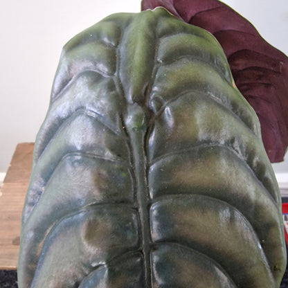 Sold Rosie - Ecuagenera Rehab Alocasia Cuprea (A34)