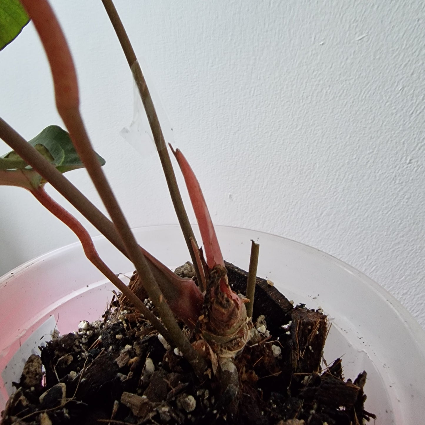 Ecuagenera Rehab Anthurium Eureka (U16)