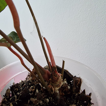 Ecuagenera Rehab Anthurium Eureka (U16)