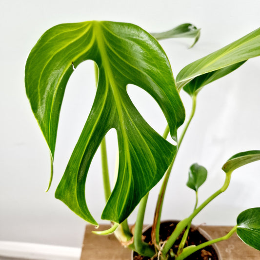 Monstera Burle Marx Flame Houseplant 13cm pot (1)
