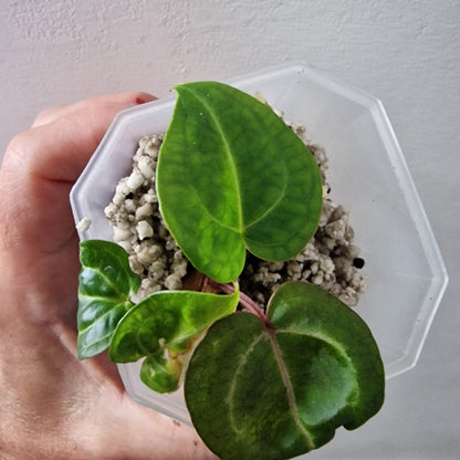 Anthurium Wonderboy × Michelle exact plant (#5)