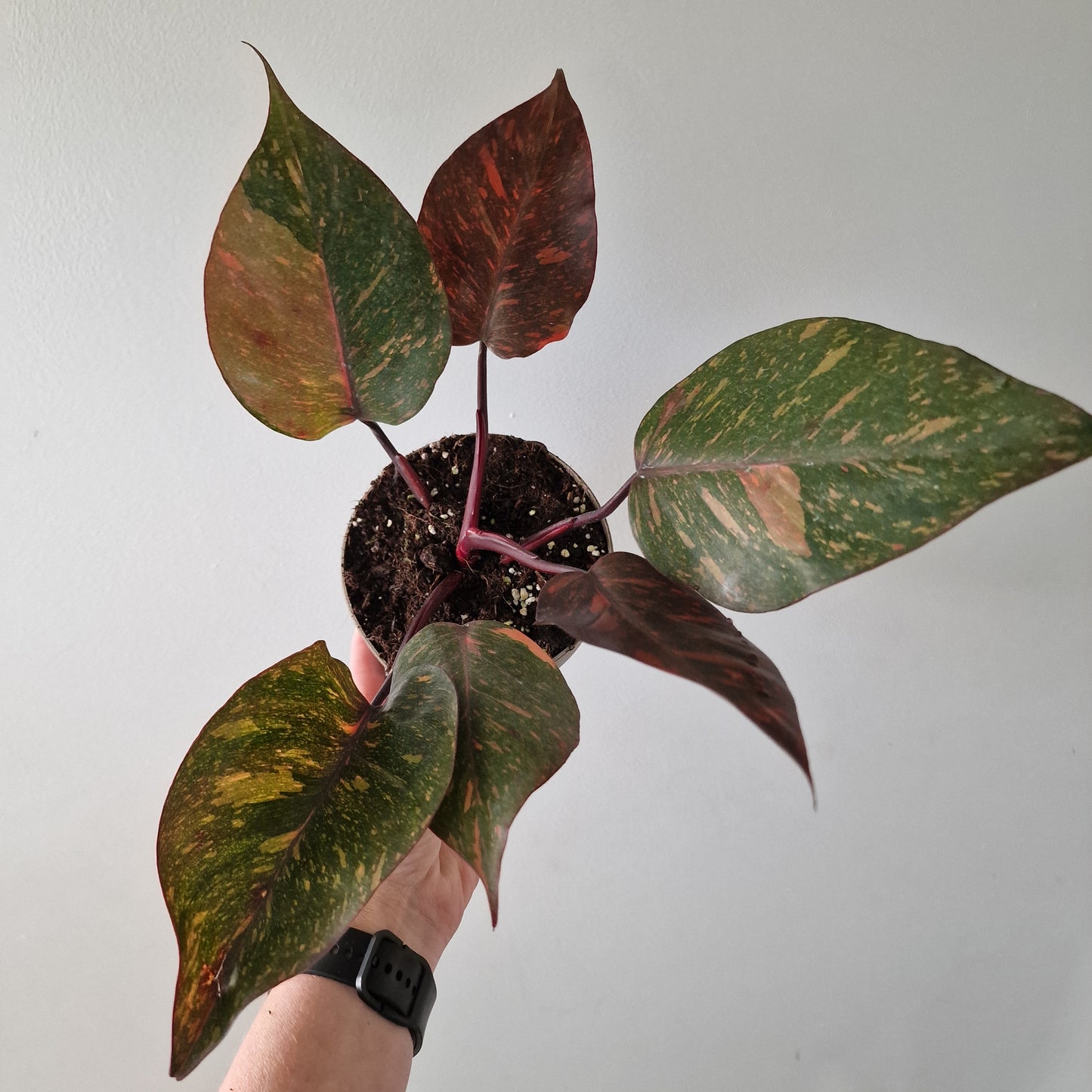 Philodendron Orange Princess – Premium Variegated Selection (#4)