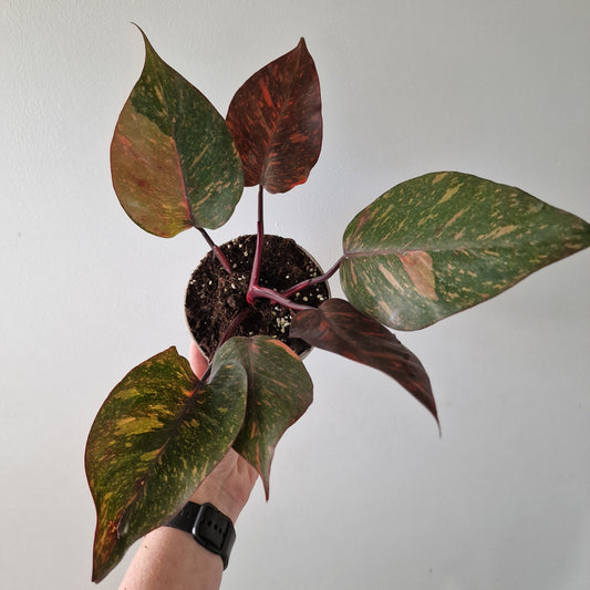 Philodendron Orange Princess – Premium Variegated Selection (#4)