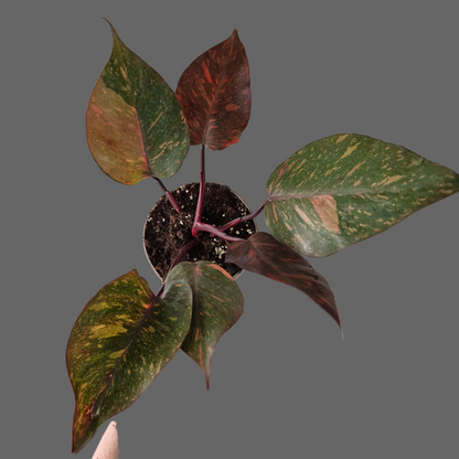 Philodendron Orange Princess – Premium Variegated Selection (#4)