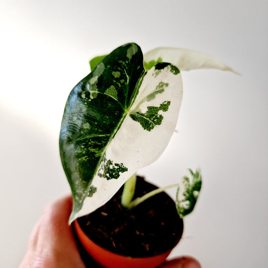 Alocasia Variegated Frydek Houseplant 7cm pot (4)
