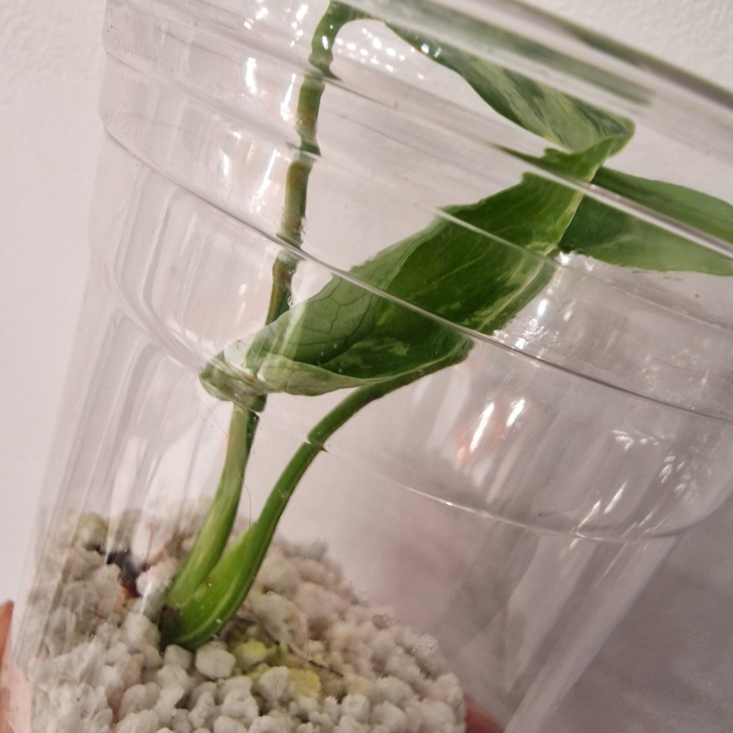 Monstera Bulbasaur – Young TC Plant (Exact Plant #1-16)