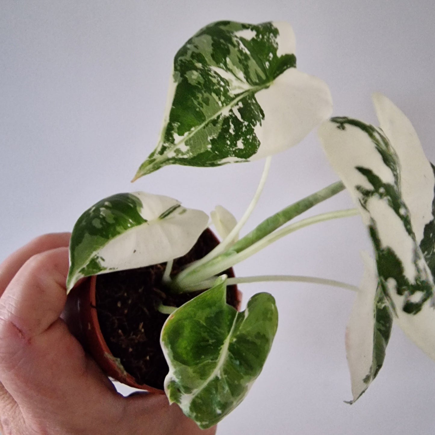Alocasia Variegated Frydek Rare Houseplant 6cm pot