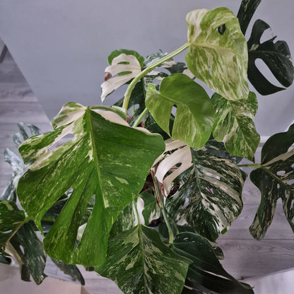 Monstera Albo approx 10 Plants in the 30cm Pot - 130cm tall collection only.
