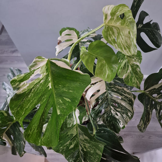 Monstera Albo approx 10 Plants in the 30cm Pot - 130cm tall collection only.