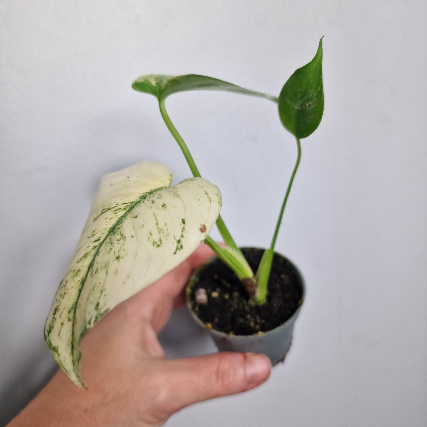Monstera Mint – 6cm Pot (#2)