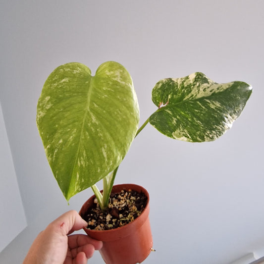 Monstera Mint Rare Houseplant 10.5cm pot (c)