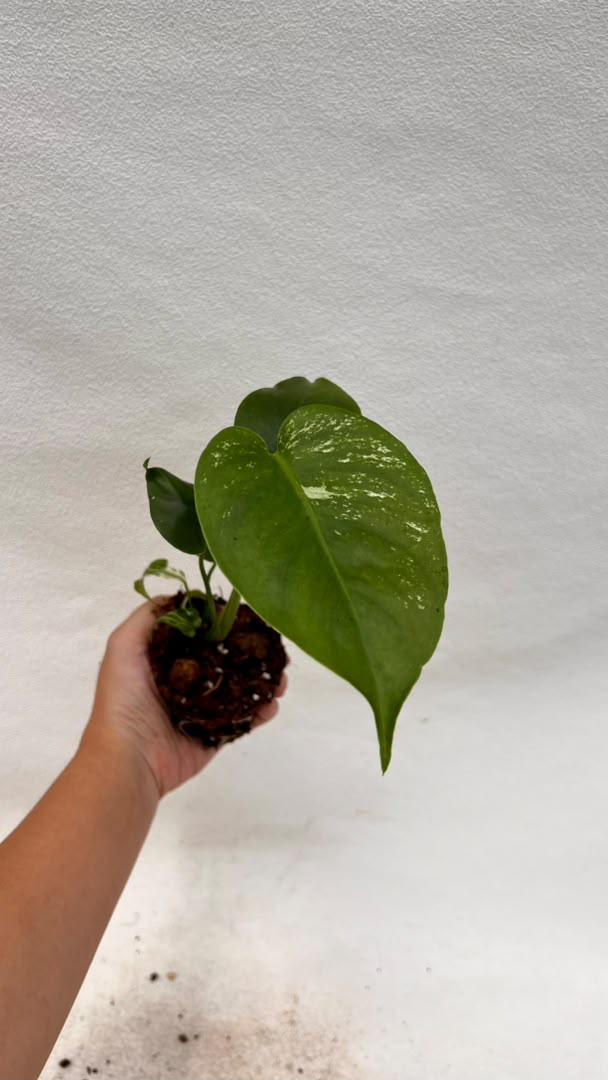 Pre-Order Monstera Devil – Fresh UK Arrival (10cm Pot)