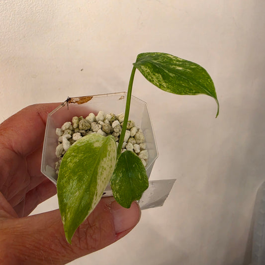 Monstera Mint China’s Version – Exact Plant No. 7 - See Description