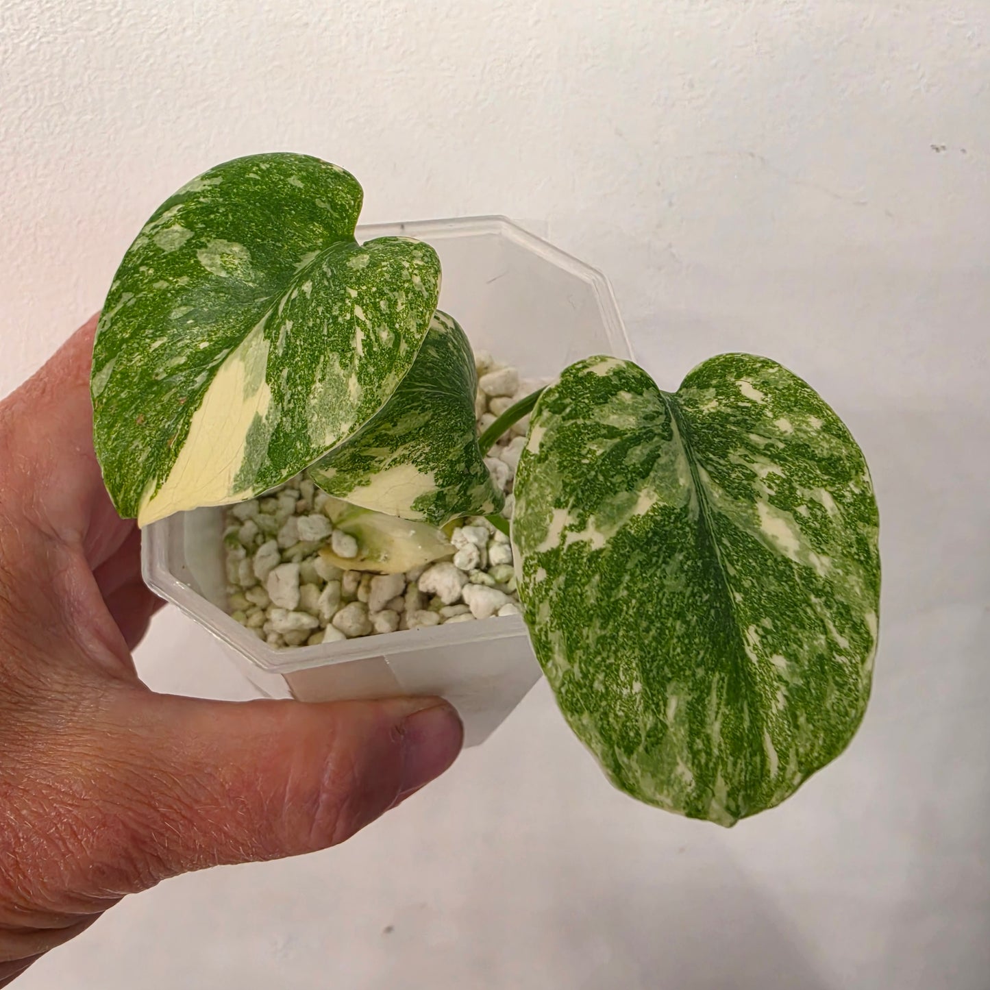 Monstera Crème Brûlée – Exact Plant No. 6 - See Description